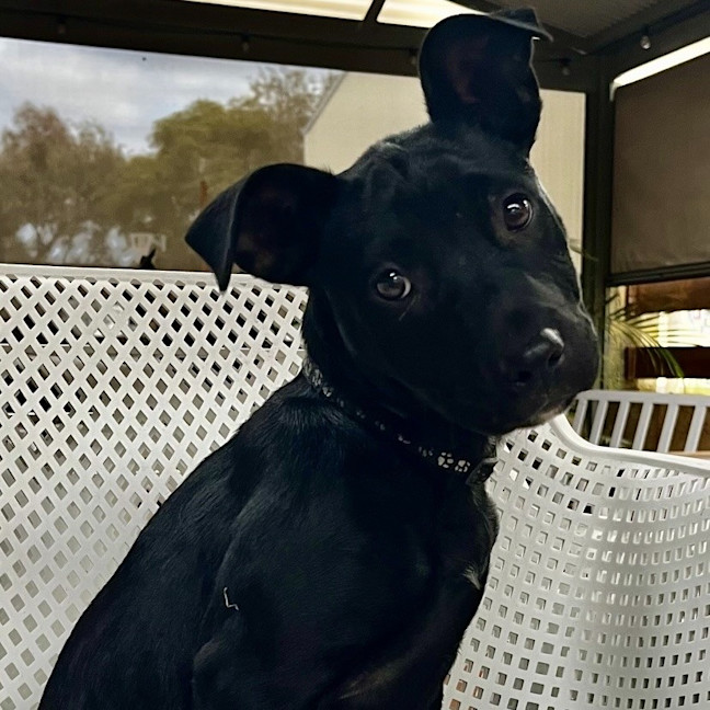 Photo of Nyxie