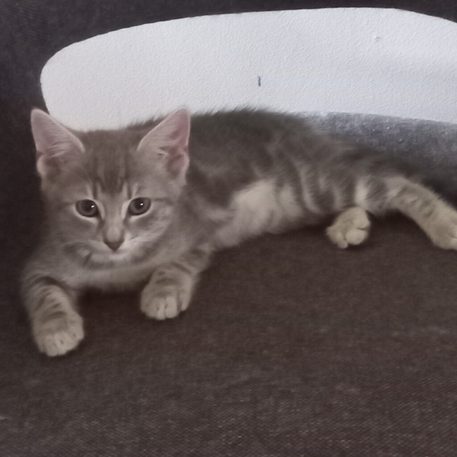 Photo of Athena