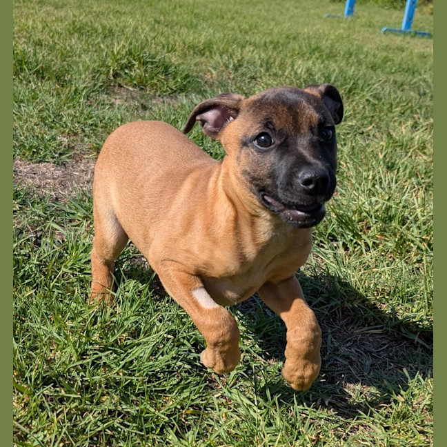 Photo of Cocoa