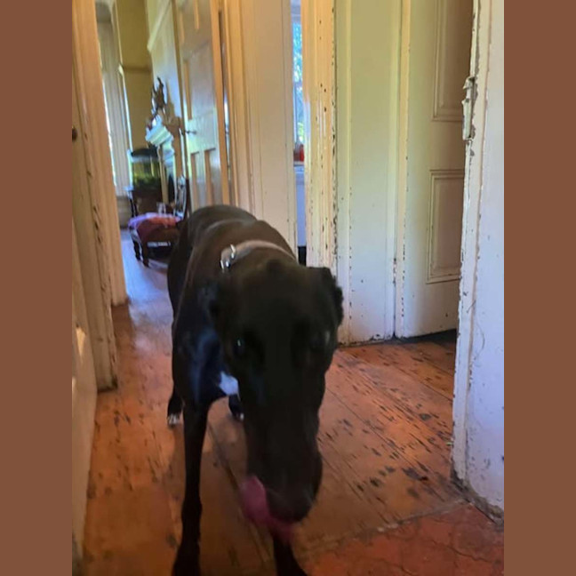 Photo of Bree, The Cat Friendly Greyhound