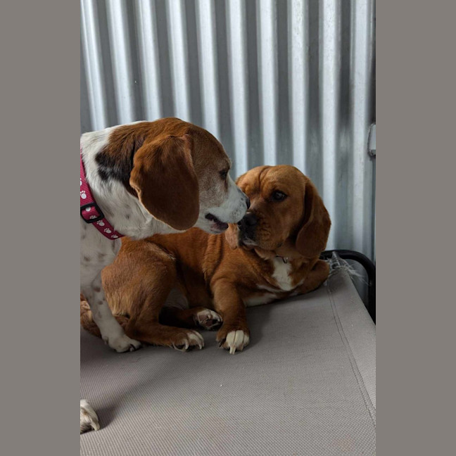 Photo of Ginger & Amy