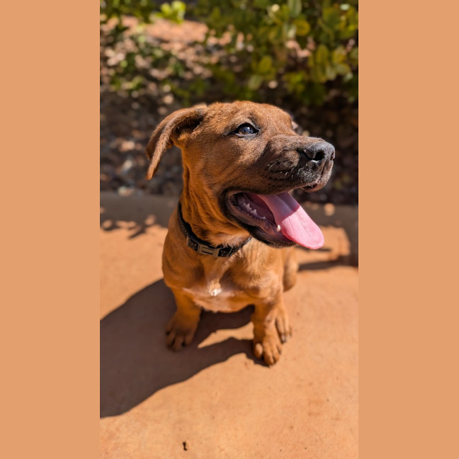 Photo of Ranger