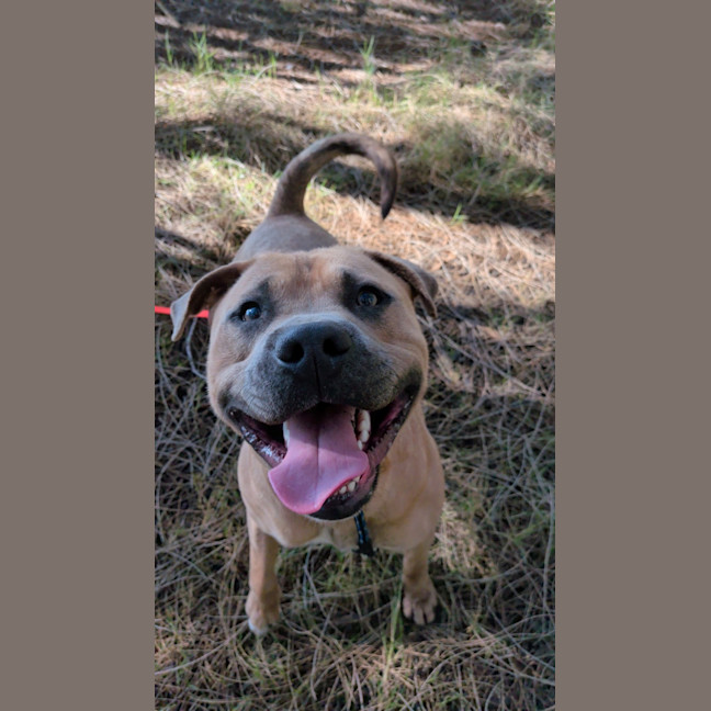 Photo of Scout