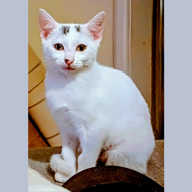 Photo of Daisy 