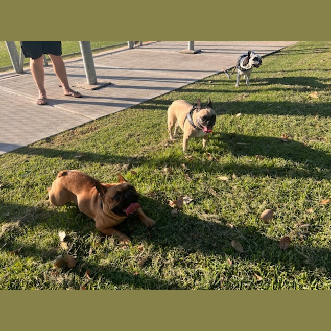 Photo of Buckley   3 Year Old French Bulldog