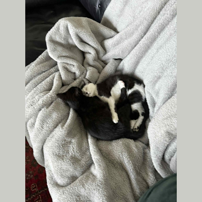 Photo of Pancake & Henry