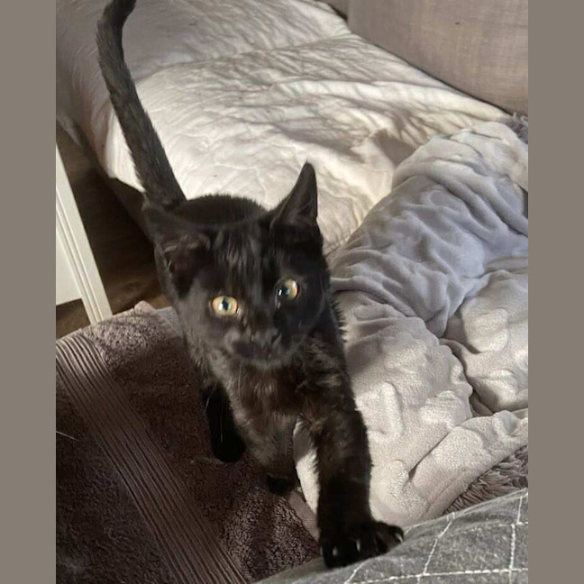 Photo of Pickles