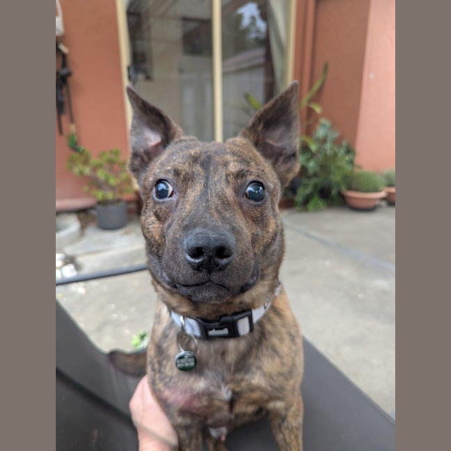 Photo of Horace Silvanus