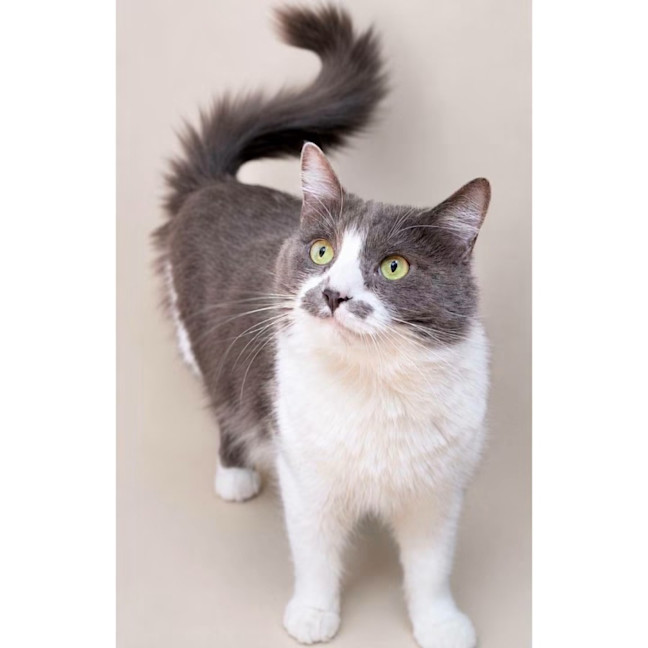 Photo of 14316   Miss Fluff Ington