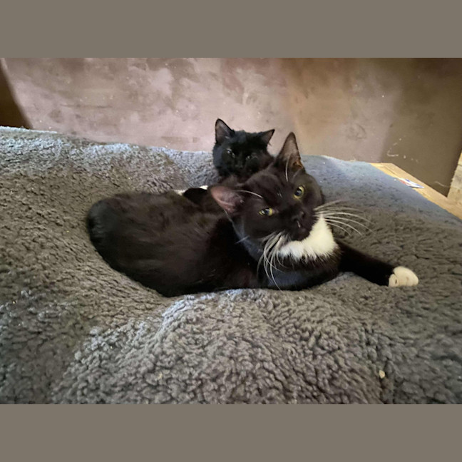 Photo of Nibbles & Moth