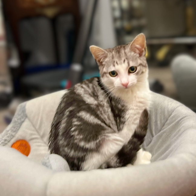 Photo of Petal