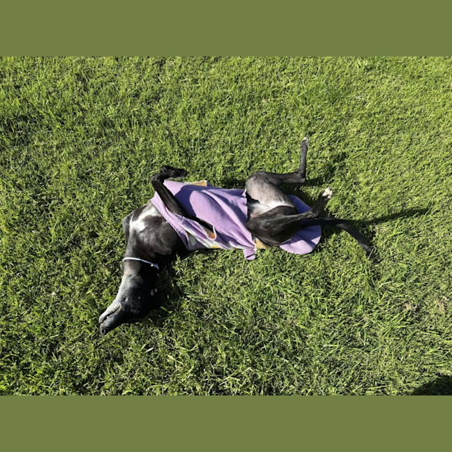 Photo of Crumpet, The Greyhound