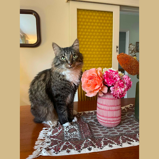 Photo of Freddy   In Foster Care In Preston