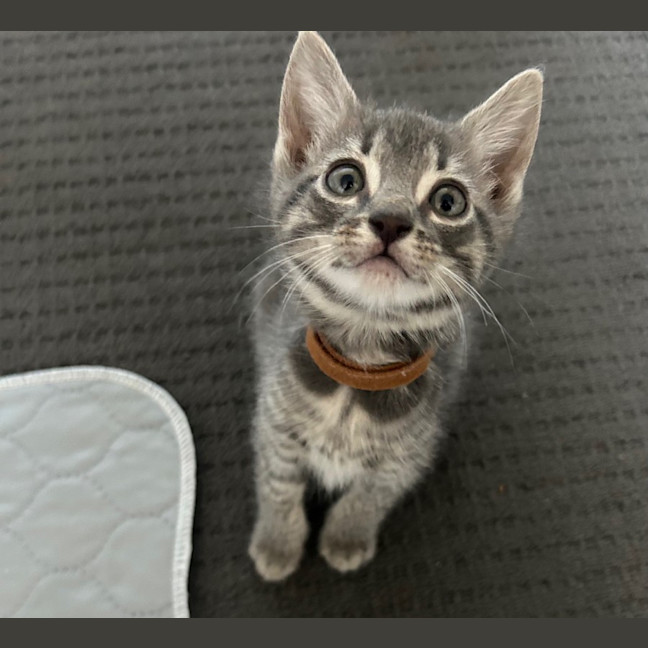 Photo of Tango