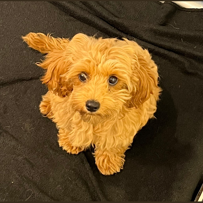 Photo of Pretzel