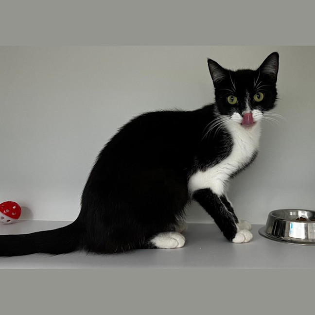 Photo of Sparki