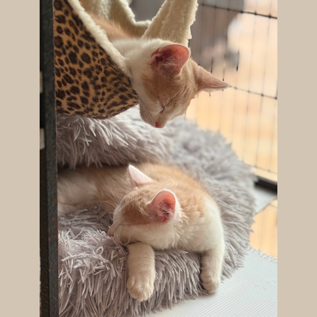 Photo of Cruz 🐯💙🐾