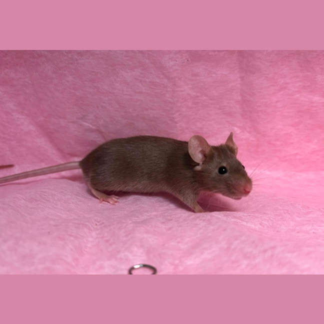 Photo of Velvet