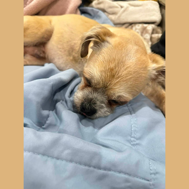 Photo of Otis   7 Year Old Brussels Griffon