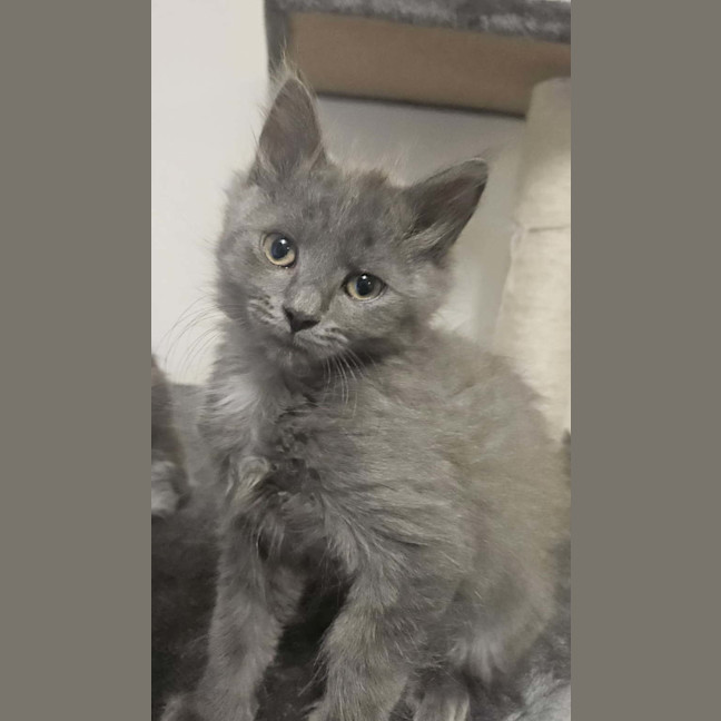 Photo of Mushi (Grey)