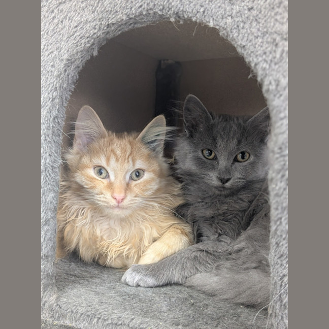 Photo of 🧨 Romba 5884 🧨