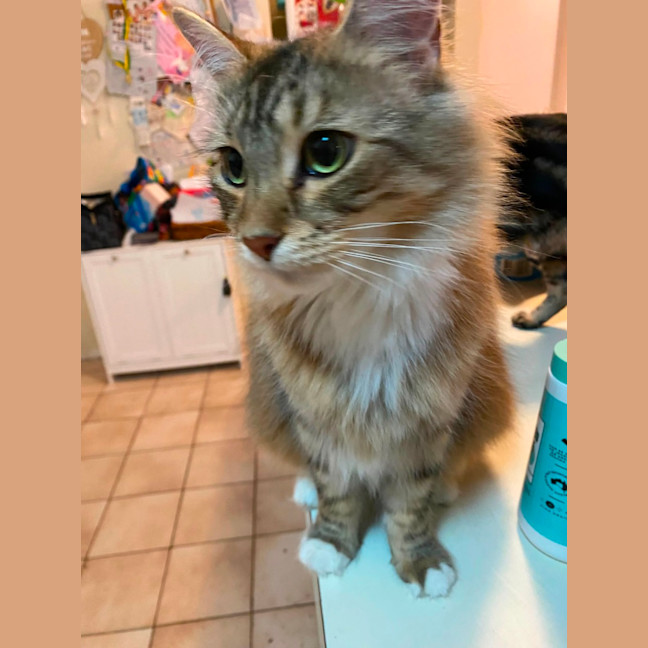 Photo of Luna