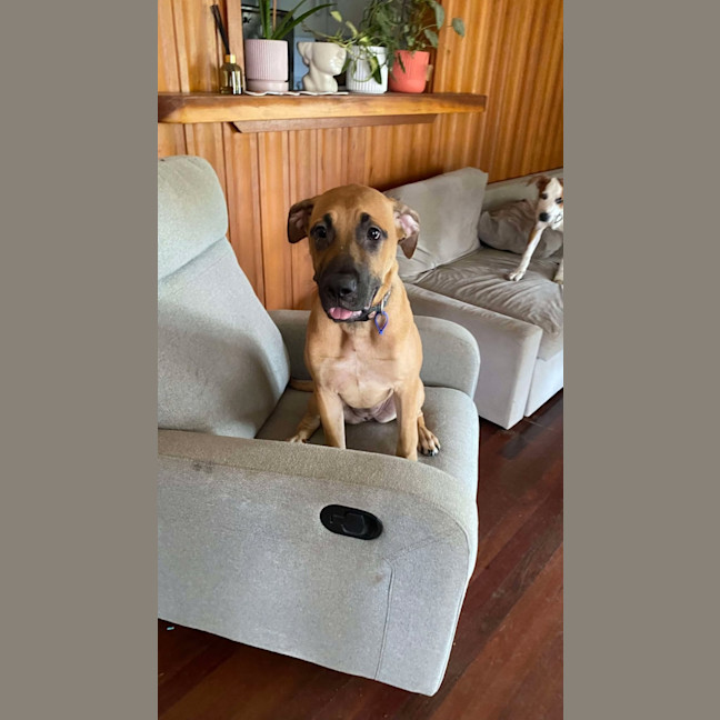 Photo of Ellie   6 Month Old Great Dane X Ridgeback