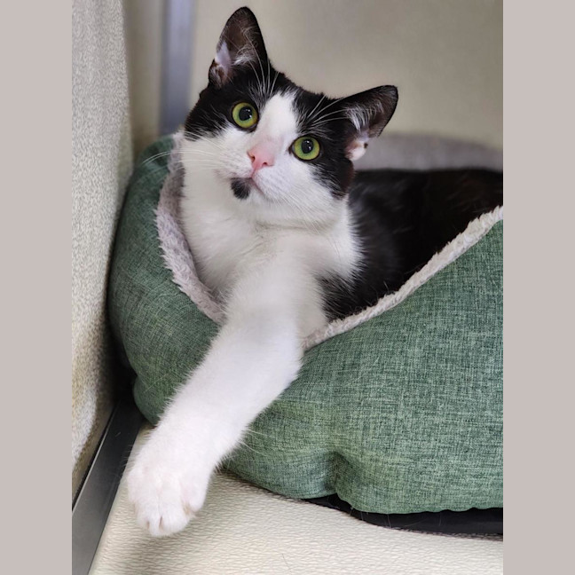 Photo of 🧶 Luca 6596 🧶