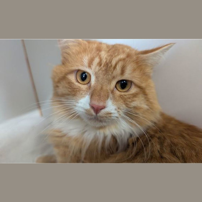 Photo of Chonky Chester