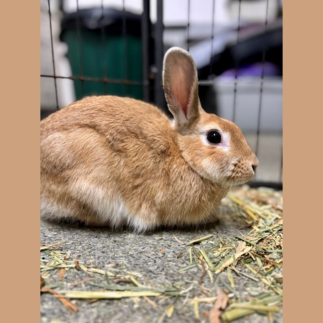 Photo of Rascal & Scallywag  Meet Us @ Petstock Milperra!