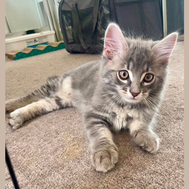 Photo of Marshmallow