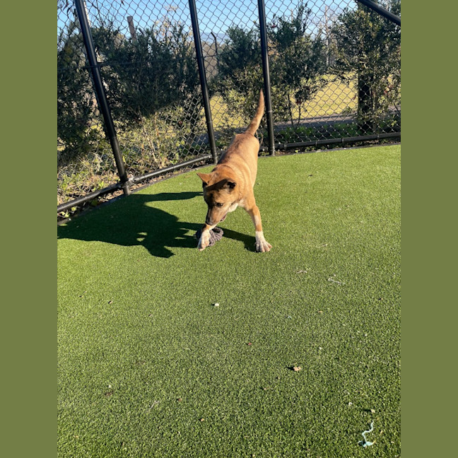 Photo of Coco Imp 1364