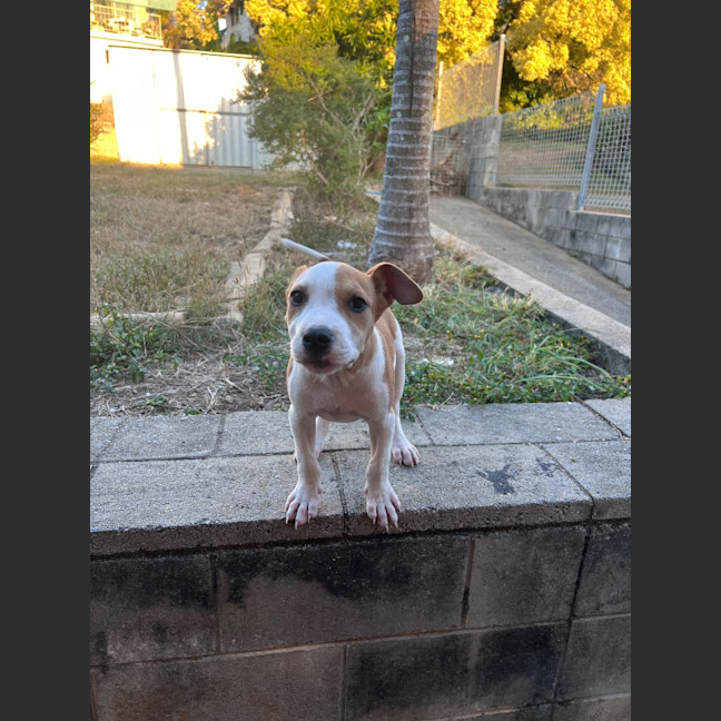 Photo of Honey (P13)