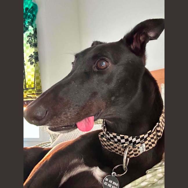 Photo of Digger, The Greyhound