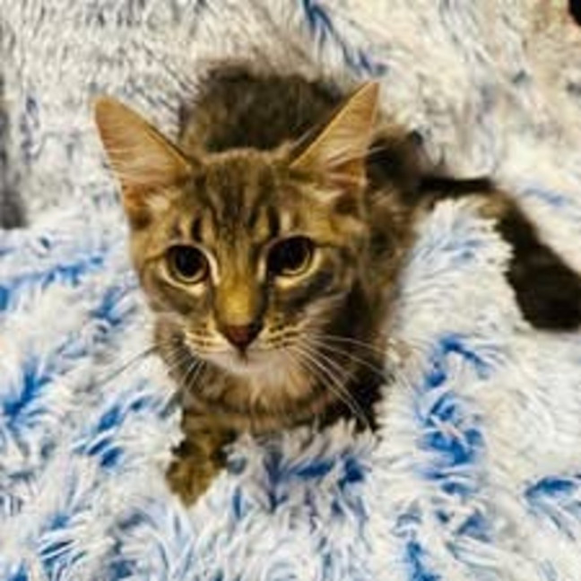 Photo of 12064   Waffles