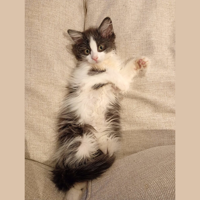 Photo of Biscuit, Oreo And Cookie