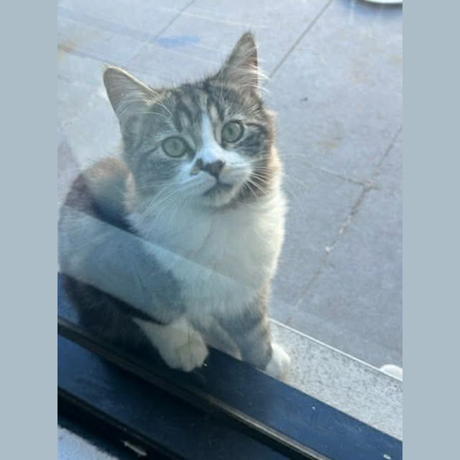 Photo of Rebel