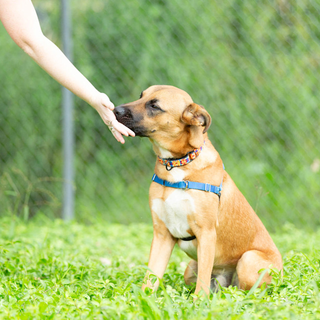 Photo of Roscoe