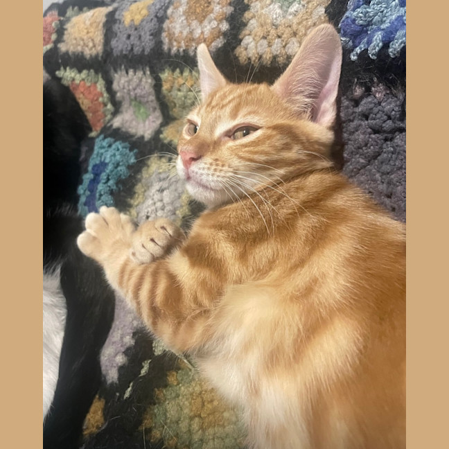 Photo of Seamus