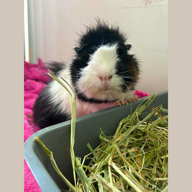 Photo of Gus
