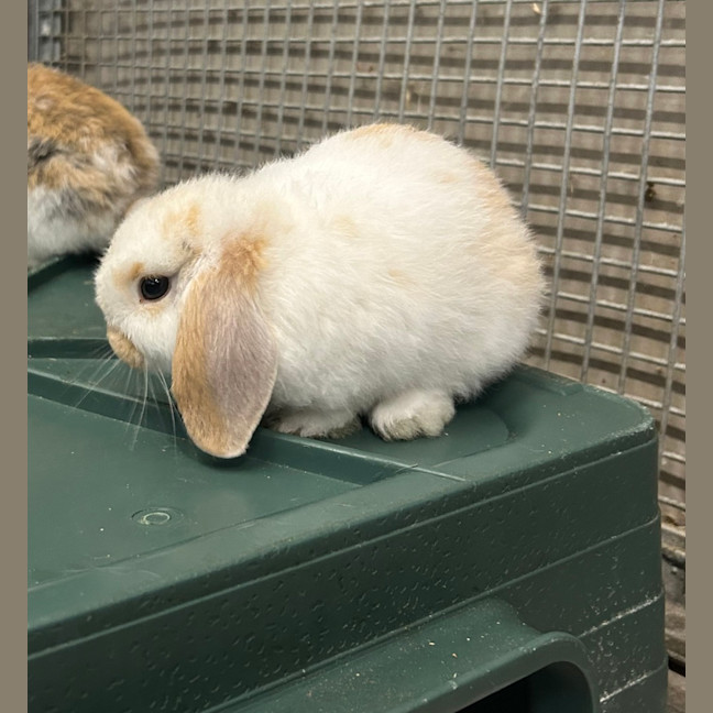 Photo of Cinnamon Bun