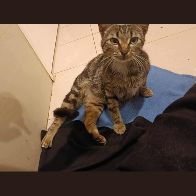 Photo of Pipa