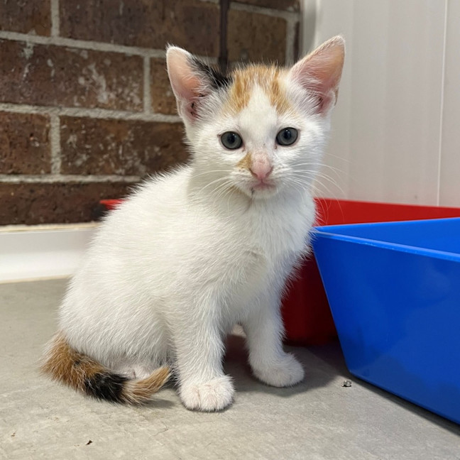 Photo of Dottie