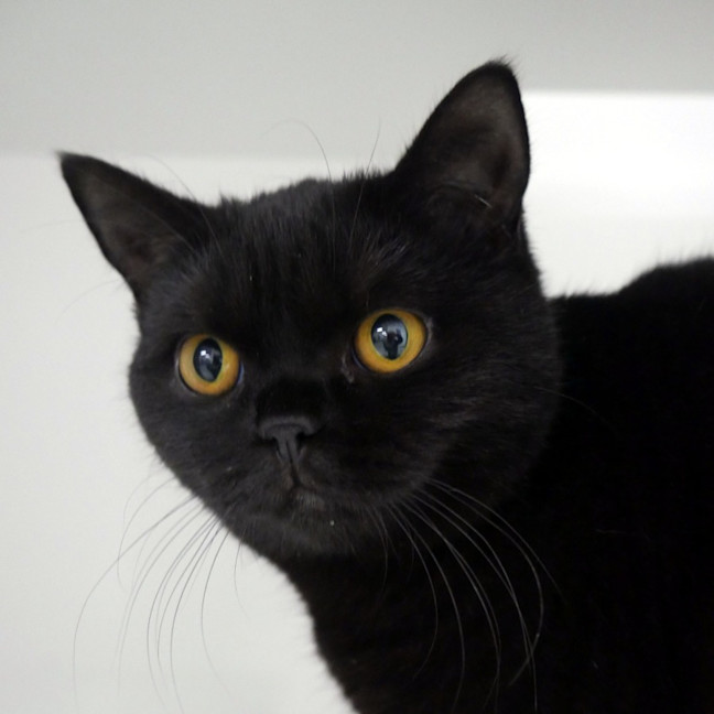 Photo of Chico Sta014950