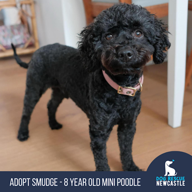 Photo of Smudge   8yom Mini Poodle, Male (On Trial 18/4/25)