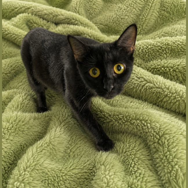 Photo of Slinky