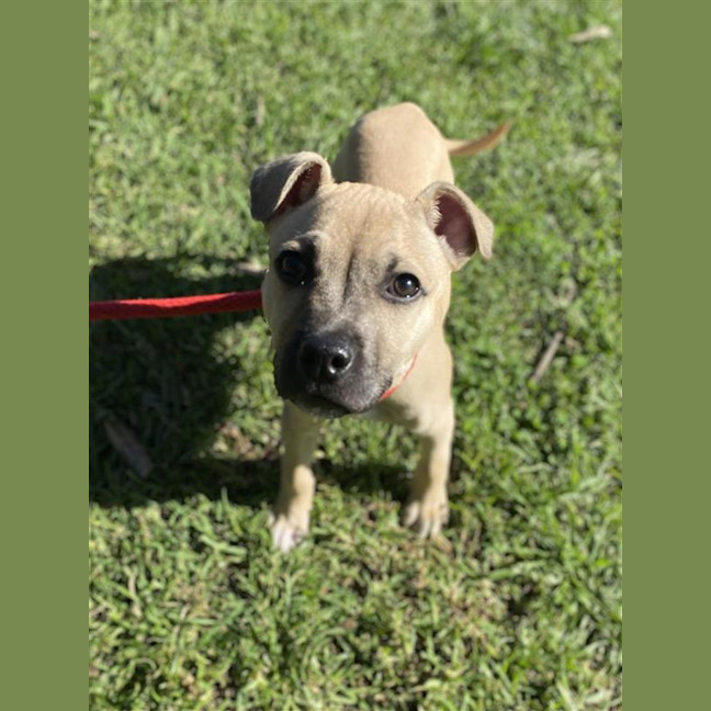 Photo of Scooby
