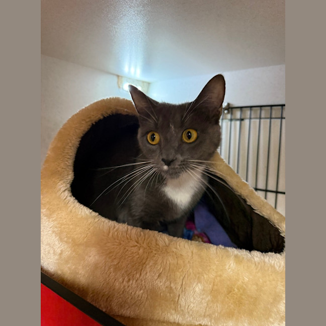 Photo of Sapphire