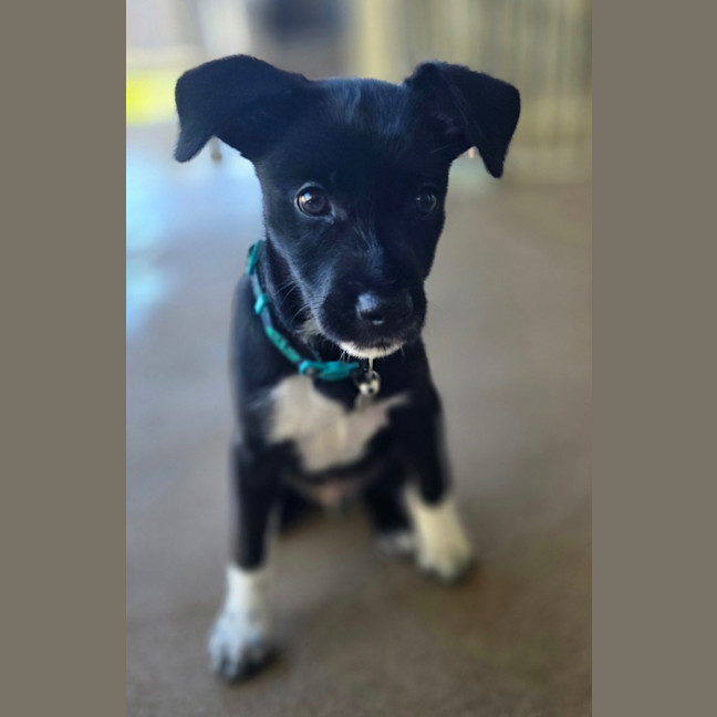 Photo of Pepper