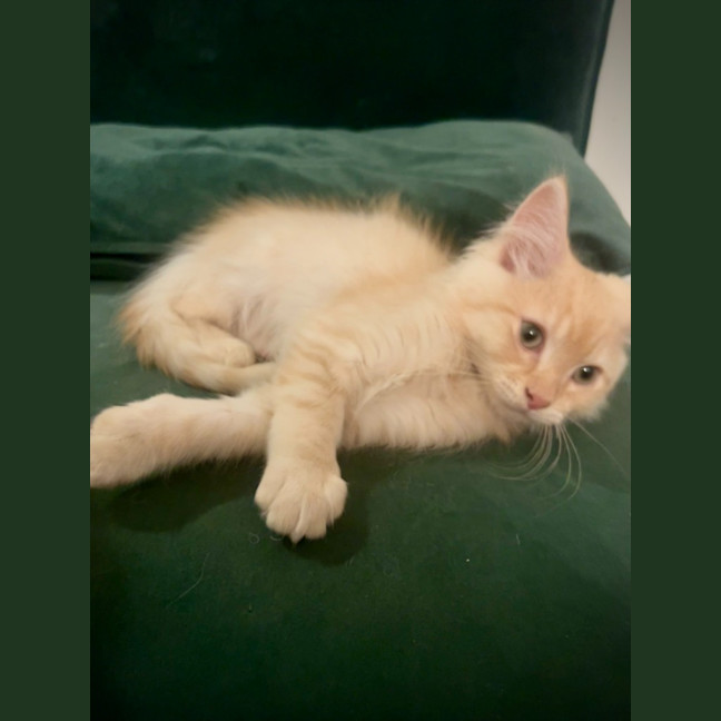 Photo of Wilf